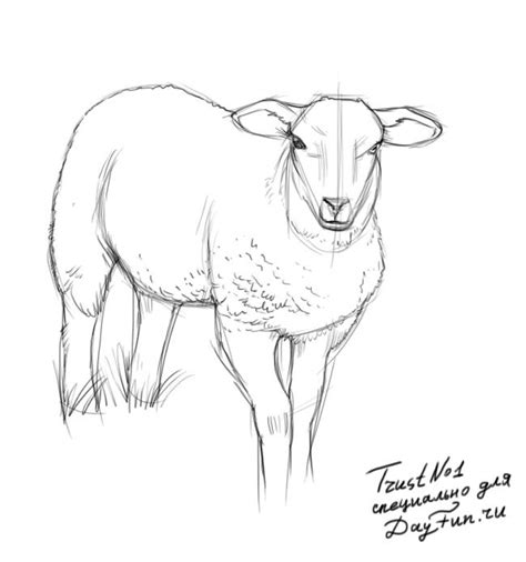 How To Draw A Sheep Step By Step Arcmel Sheep Paintings Sheep