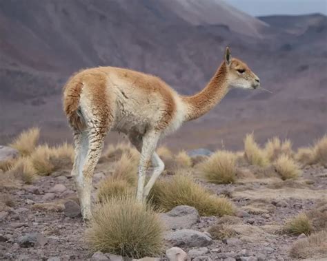 Vicuna - Facts, Diet, Habitat & Pictures on Animalia.bio