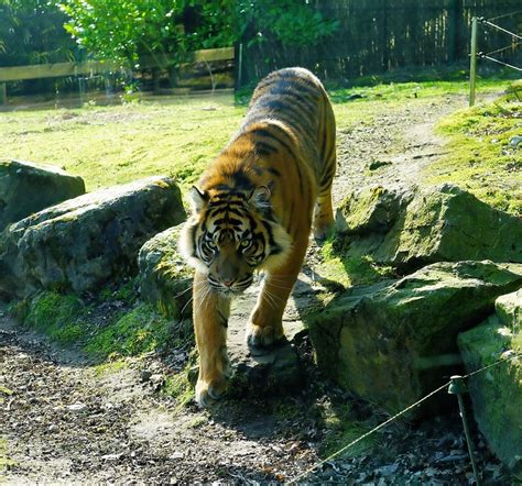 Predator Tiger Sumatran Free Photo On Pixabay Pixabay
