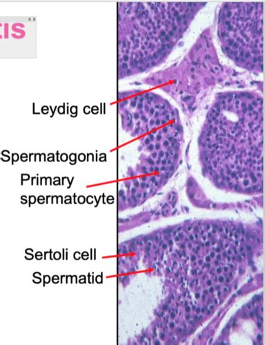 Male Reproduction And Spermatogenesis Flashcards Quizlet