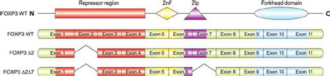 Schematic Structure Of Human Foxp3 Proteins Exon Organization Of