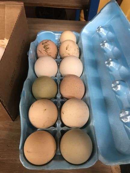 Fertile Easter Egger X Brahma X Naked Neck Eggs Rogers Community Auction Inc