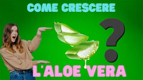 Aloe Vera Pianta Dalle Mille Propriet E Che Cresce Facilmente Una