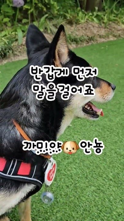 나는8살까미공쥬진돗개일상 Doglover Dog 진돗개까미 Koreadog Jindodog 구독과좋아요 개춘기