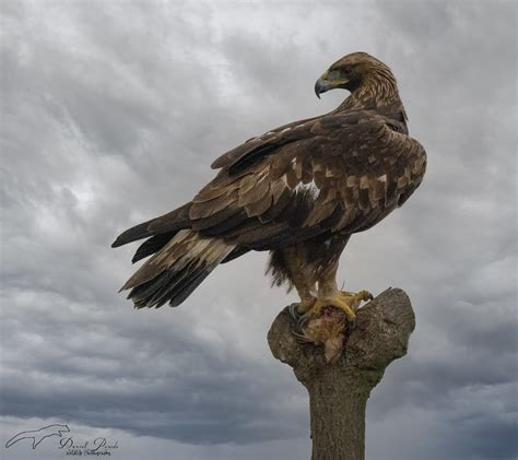 Àguila real Aquila chrysaetos Daniel Penedo Flickr