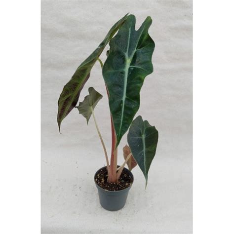 Стайни растения на топ цени от Plants.bg