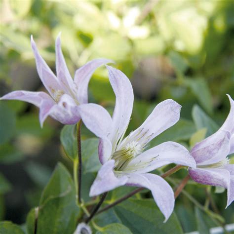 Clématite Mienie Belle Zomibel Clematis Texensis à Tulipes Rose Pâle