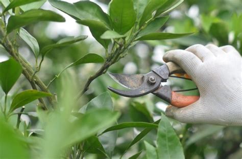 Orangenbaum Richtig Schneiden Zeitpunkt Und Anleitung