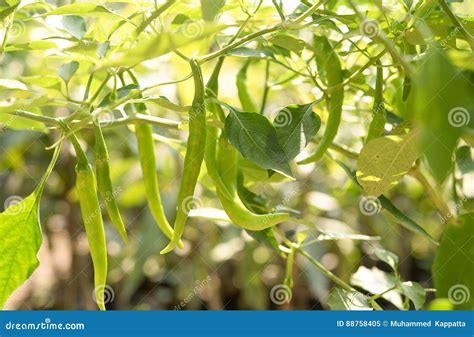 Chilly tree , Chilly plant stock image. Image of natural - 88758405