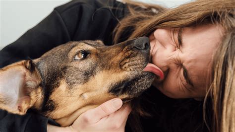 Waarom Likt Een Hond Zijn Baas Dit Is Waarom