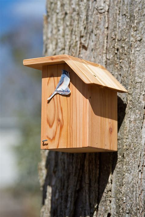 Tufted Titmouse Cedar bird house | Etsy