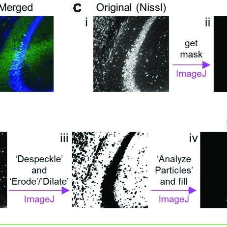 Preprocessing Of Fluorescent Images Of The CA2 And Surrounding Areas In