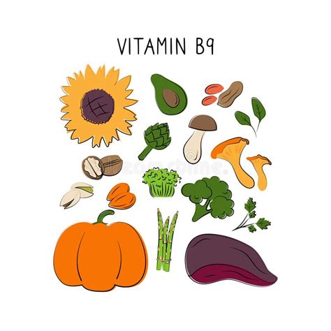 Vitamin B9 Folic Acid Groups Of Healthy Products Containing Vitamins Stock Vector