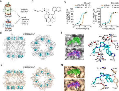 Anti Infective Therapy Using Species Specific Activators Of