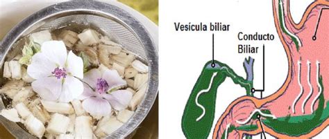 Plantas Medicinales Para El Reflujo Biliar Tratamiento Casero Y Natural