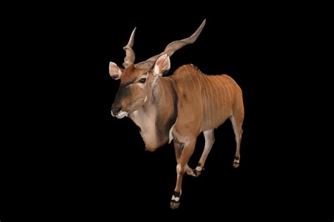 Eastern Giant Eland Taurotragus Derbianus Gigas Joel Sartore