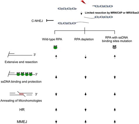 Microhomology Mediated End Joining New Players Join The Team Cell