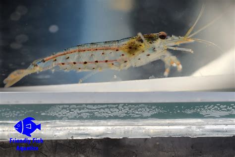 Amano Shrimp Friendly Fish Aquatics