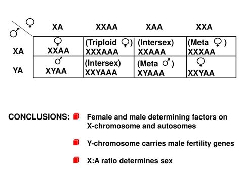 Ppt Sex Determination Powerpoint Presentation Free Download Id 6389287