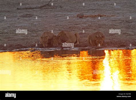 A Pride Of Lions In Botswana South Africa Drinking In The First Light