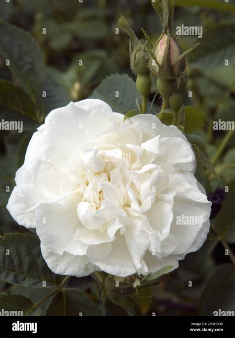 White Rose of York Stock Photo - Alamy