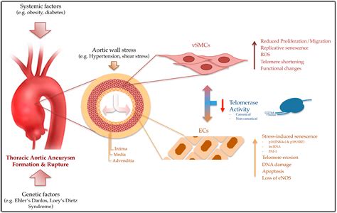 Ijms Free Full Text Telomere Biology And Thoracic Aortic Aneurysm