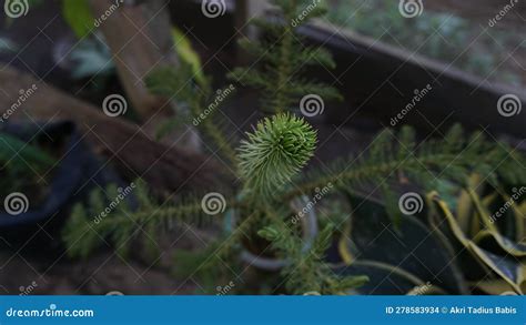 Close Up Of Green Leaf Norfolk Island Pine Araucaria Heterophylla