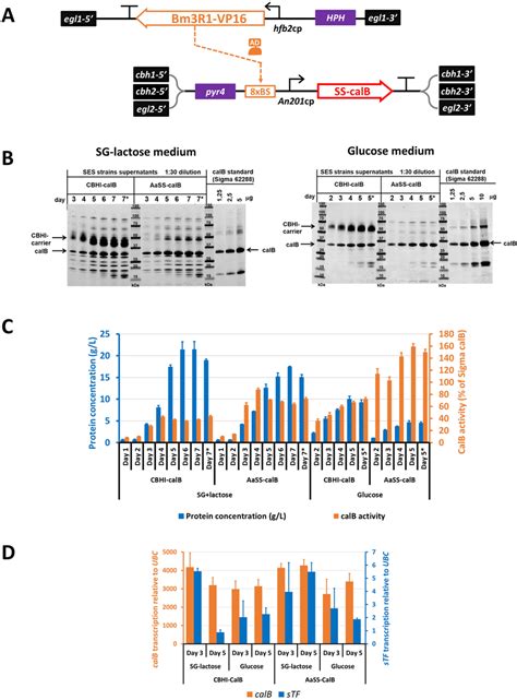 Production Of Highly Enriched Calb Protein Using A Short Secretion