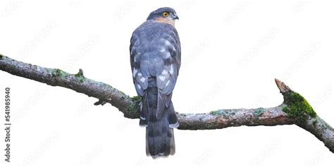 Male Of Eurasian Sparrowhawk Accipiter Nisus Png Isolated On White