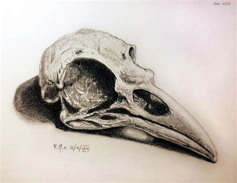 Pin by Audrey on crâne corbeau Skull sketch Animal skull drawing