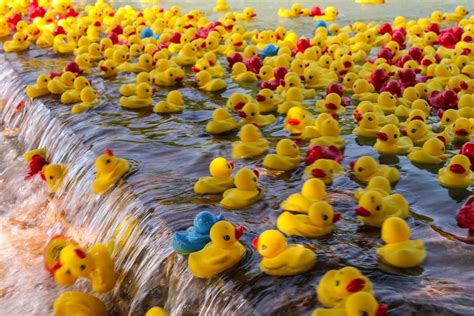 The Rockwall Rubber Duck Regatta Is A Popular Local Event Filled With Fun And Whimsy Here S