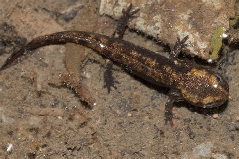 Salamandra Salamandra Larve De Salamandre Tachet E Flickr