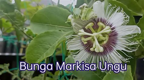 Bunga Markisa Ungu Passion Fruit Flower Youtube