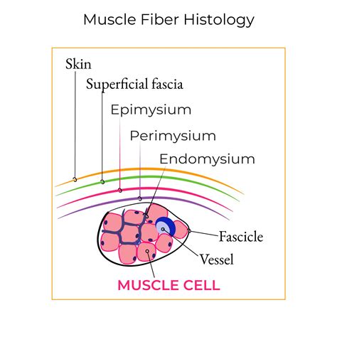 Clinical Pathology Glossary Polymyositis Autoimmune Myopathies