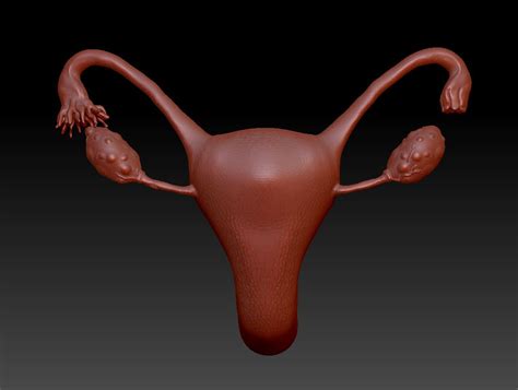 Female Uterus Reproductive System D Print Model D Model Stl