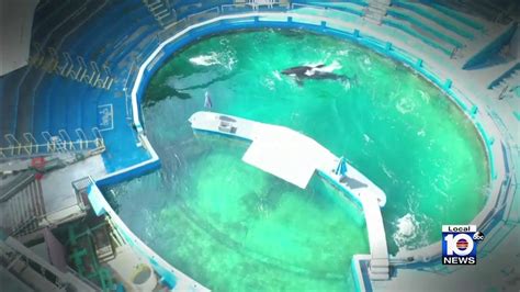 Miami Seaquarium On Board With Efforts To Free Year Old Orca Youtube