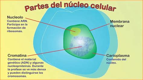 Núcleo celular componentes funciones y ácidos nucleicos