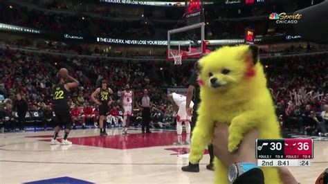 Un Perrito Pintado Como Pikachu Se Hace Viral En La NBA TrendRadars