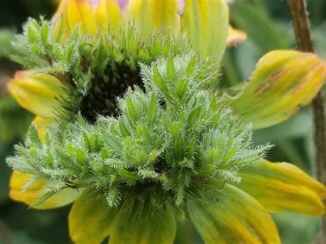 Aster Yellows Disease on Flowers | University of Maryland Extension