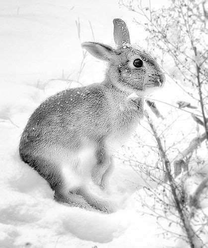 Backyard Bunny Furry Friend Cute Animals Bunny