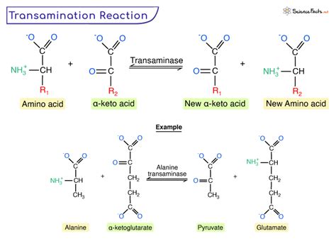 Transamination Definition Mechanism Importance Diagram | Science Facts ...