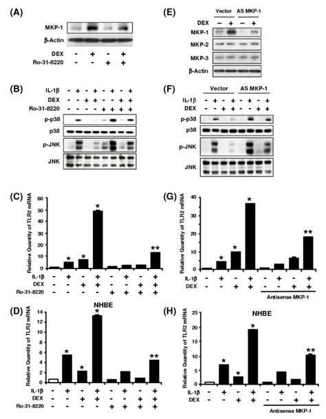 Inhibition Of Mkp 1 Attenuates Dexamethasone Mediated Inhibition Of