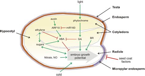 Pdf Seed Dormancy And Germination Semantic Scholar