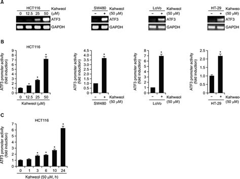 The Effect Of Kahweol On Atf Transcriptional Activation A Hct