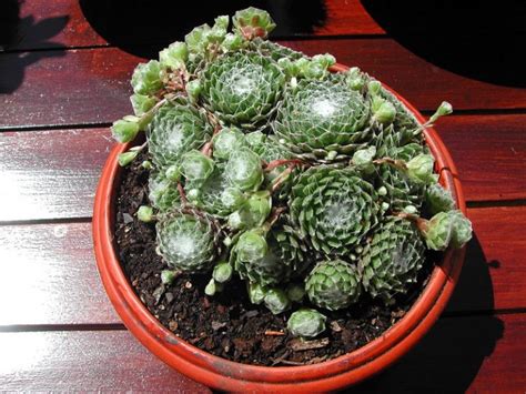 Sempervivum Varieties and How to Grow Indoors - AGreenHand