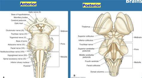 Brainstem Flashcards Quizlet