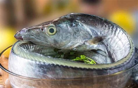 Peixe Espada características alimentação e reprodução