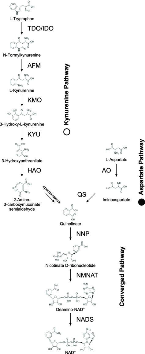 De Novo Nad Biosynthesis The Two Different Pathways For De Novo Nad