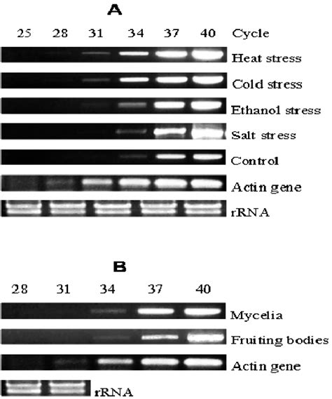 Rt Pcr Analysis Of The L Polychrous Gapdh Gene Expression Upon Various