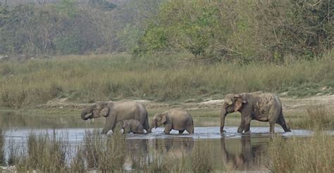 Bardia National Park Top Things To Do In Bardiya National Park